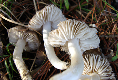 Tutti tricoloma terreum?